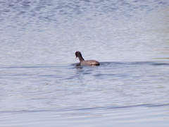 Fulica atra