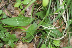 Pulmonaria longifolia
