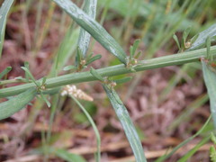 Sesamoides suffruticosa