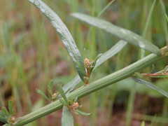 Sesamoides suffruticosa