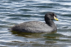 Fulica cornuta