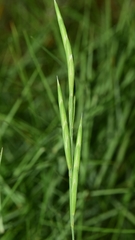 Brachypodium phoenicoides