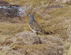 Thinocorus orbignyianus