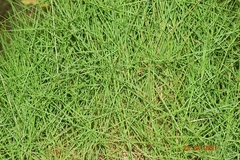 Brachypodium phoenicoides