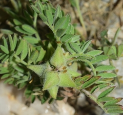 Biserrula epiglottis