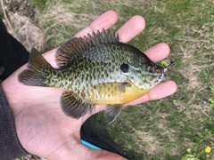 Lepomis gibbosus × macrochirus