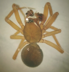 Centromerus persolutus