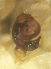 Centromerus persolutus