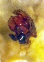 Centromerus persolutus