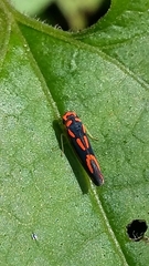 Subrasaca