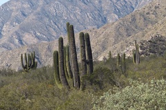 Trichocereus terscheckii