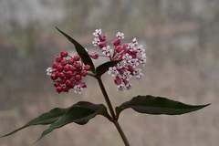 Asclepias pellucida