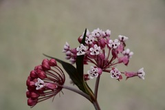 Asclepias pellucida