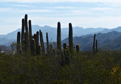 Trichocereus terscheckii