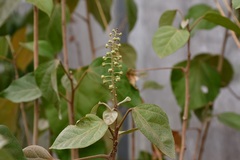 Croton guatemalensis