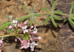 Asperula aristata