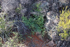 Cynorhiza typica