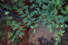 Cynorhiza typica