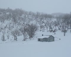 Eucalyptus pauciflora niphophila