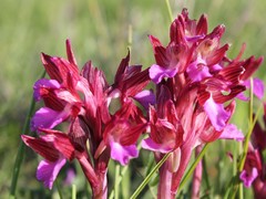Anacamptis papilionacea papilionacea