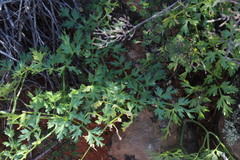Cynorhiza typica