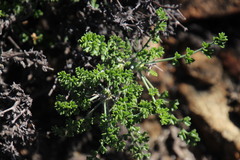Pelargonium dasyphyllum