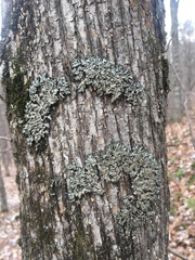 Phaeophyscia hispidula
