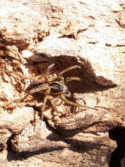 Pardosa monticola