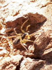 Pardosa monticola