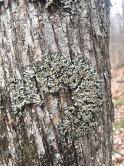 Phaeophyscia hispidula