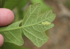 Neuroterus quercusirregularis