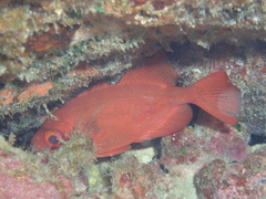 Heteropriacanthus