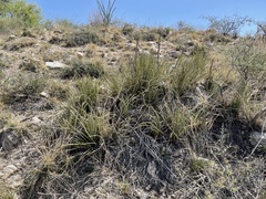 Agave schottii schottii