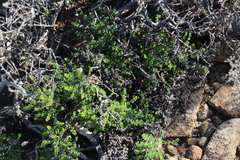 Pelargonium dasyphyllum