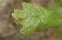 Neuroterus quercusirregularis