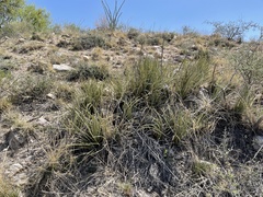 Agave schottii schottii