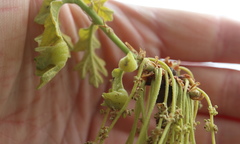 Neuroterus quercusirregularis