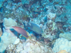 Plectroglyphidodon johnstonianus