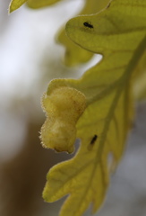 Neuroterus quercusirregularis