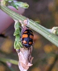 Cryptocephalus octoguttatus