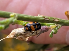 Cryptocephalus octoguttatus