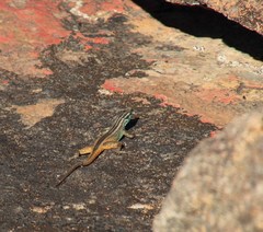 Platysaurus capensis