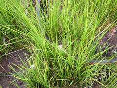 Juncus bolanderi
