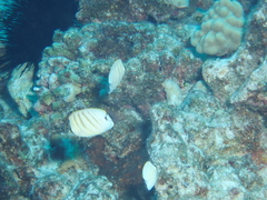Chaetodon multicinctus