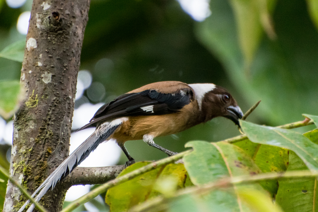 Sumatran Treepie (Dendrocitta occipitalis) photo