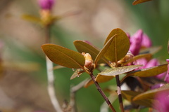 Stephanitis rhododendri