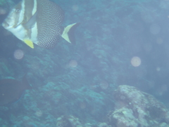 Acanthurus guttatus
