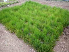 Juncus bolanderi