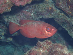 Heteropriacanthus