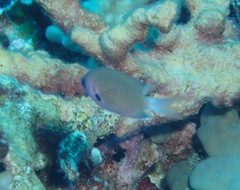 Pycnochromis pacifica